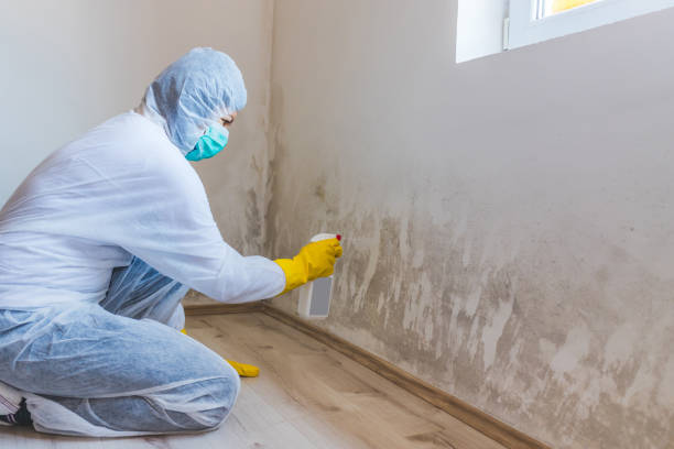 Licensed Mold Testing service in Spring, TX - WQB Mold Removal